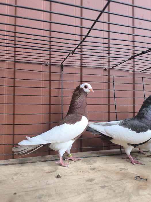 Samice samiczki koroniarz koroniarze gołębie ozdobne