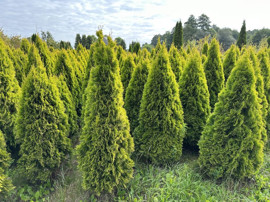 Tuja Szmaragd Gold na żywopłot 160-200cm złoty szmaragd