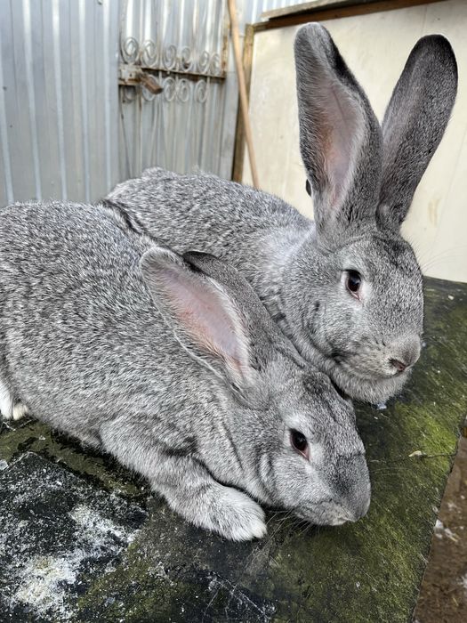 Кролики породи європейська шиншила