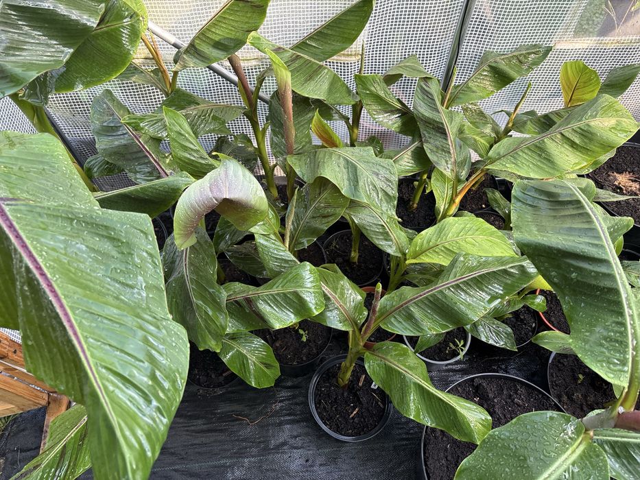 Duże sadzonki Bananowiec Musa sikkimensis i Colocasia