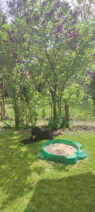 Ogród działkowy, 250m2,  ROD Odpoczynek