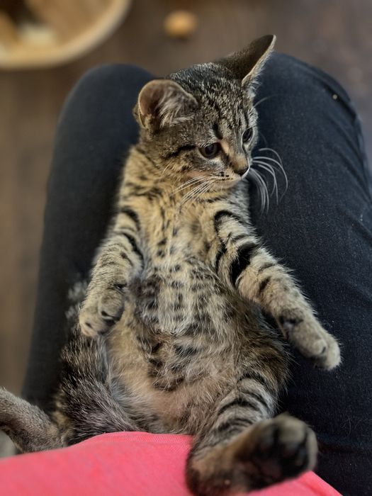 Małe kotki szukają domków