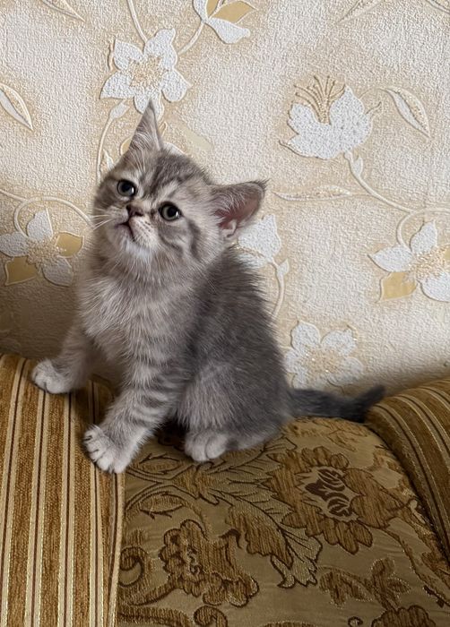 Шотландські прямовухі кошенята шукають люблячу сімʼю)