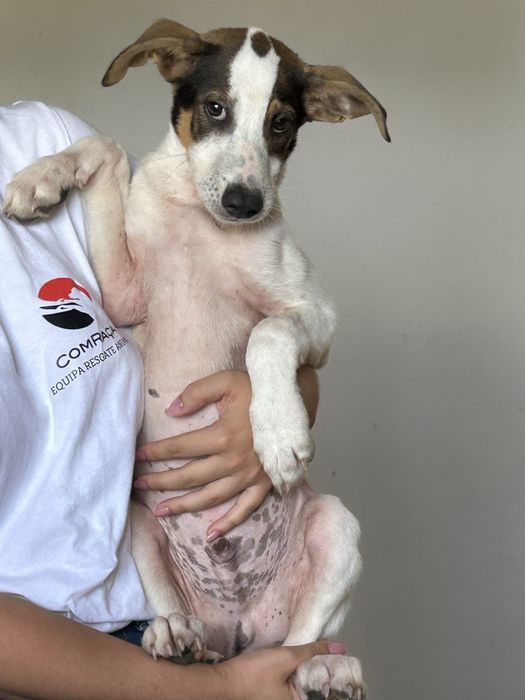 Cao bebe para adocao responsavel
