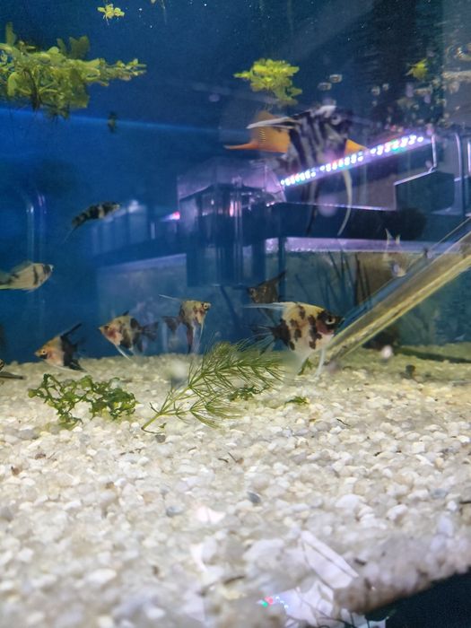 Escalares  pterophyllum scalare