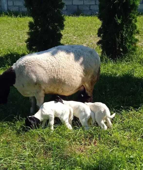 Ярки породи Дорпер