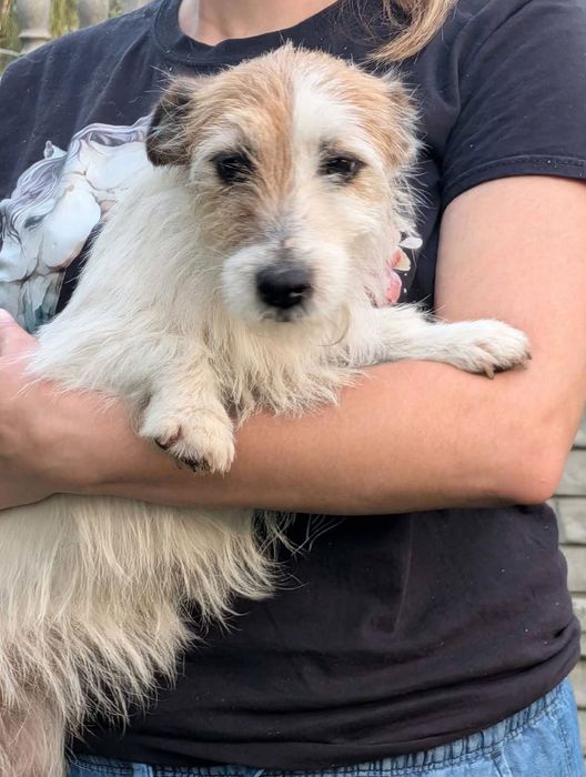 Suczka Jack Russell Terrier