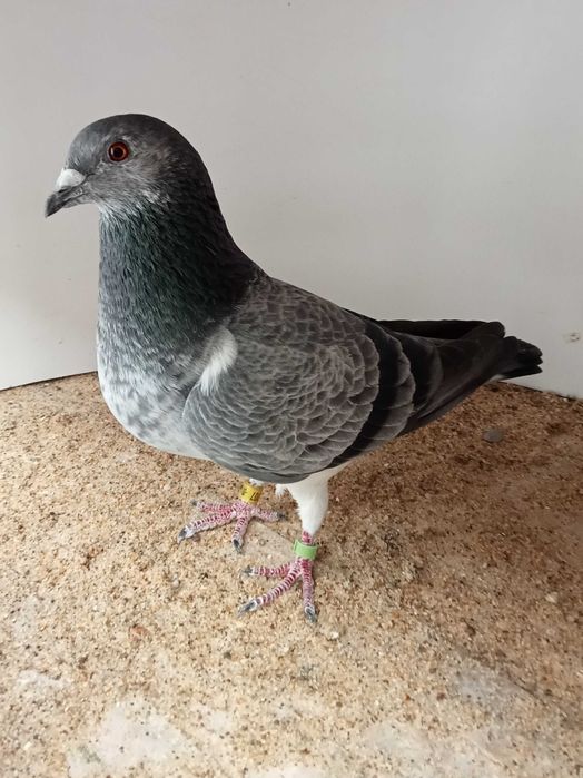 Lindo pombo correio fêmea