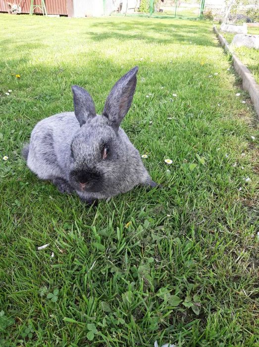 Кролі Полтавське срібло 150 гр.