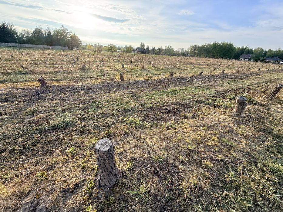 Oddam karpy z jabłoni 300szt