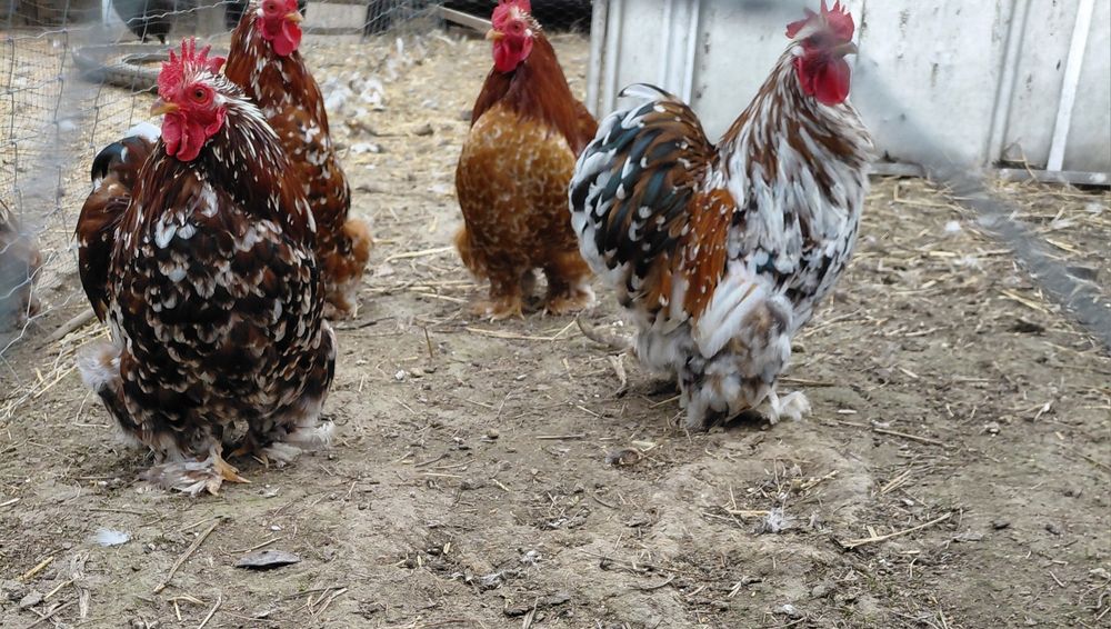 Kochiny karzełki nadwyżka