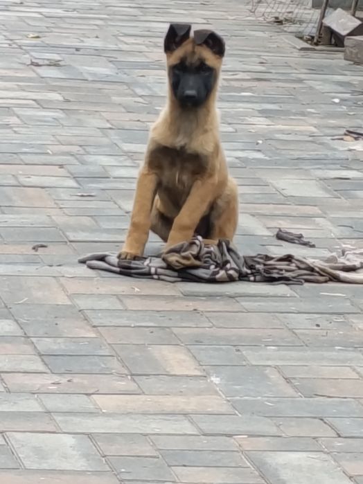 Гарний чистокровний  хлопчик