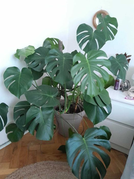 Monstera dziurawa