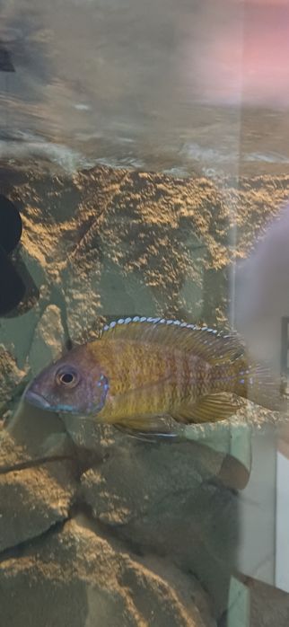 Para  Benga Sunshine Peacock Aulonocara Baenschi Benga