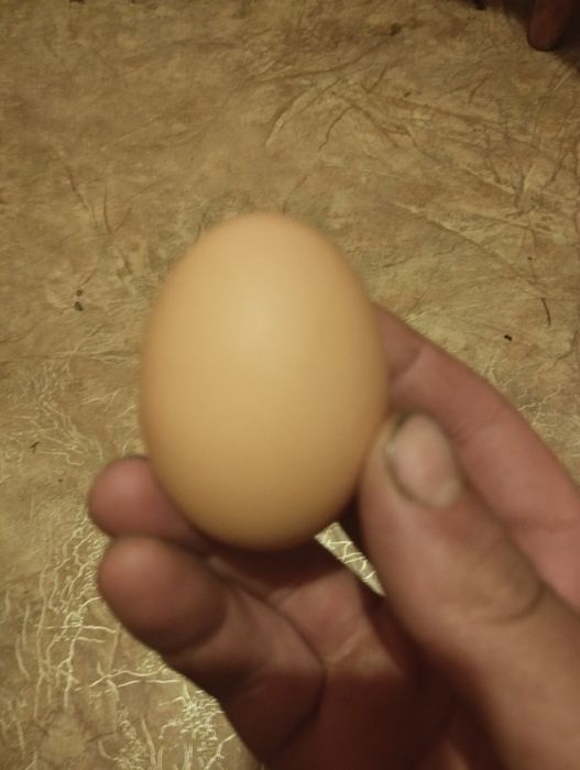 Продаю яйця інкубаційні