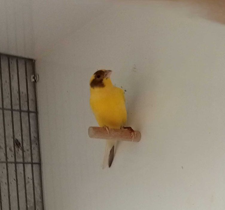 Canarios para venda bons cantadores e bons criadores