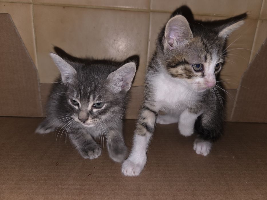 Doamos 2 gatinhos bebés machos