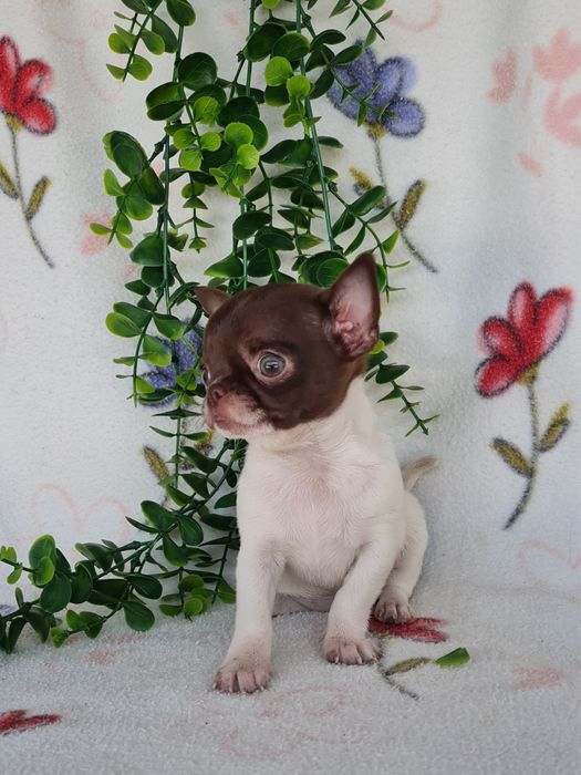 Excelente super miniatura menina Chihuahua/Chiuaua LinhagemRussa de Qualidade