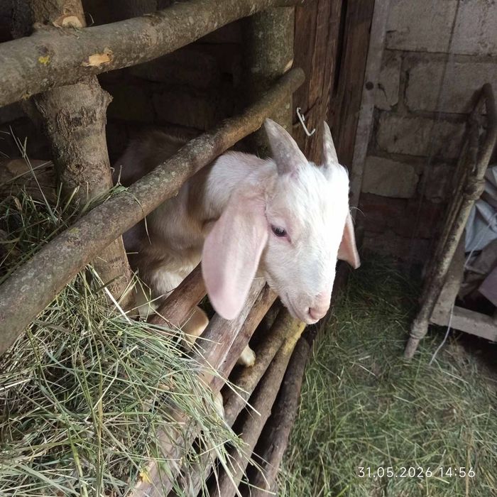 Продам козлят козенят козочкі