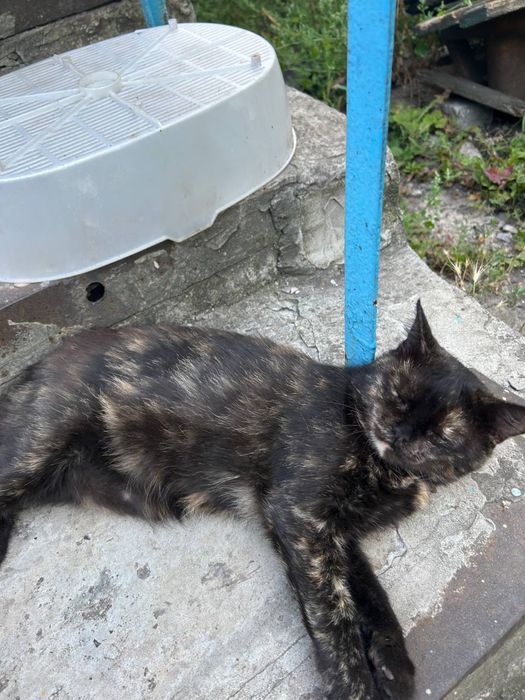 Віддам кішку, кішечок.