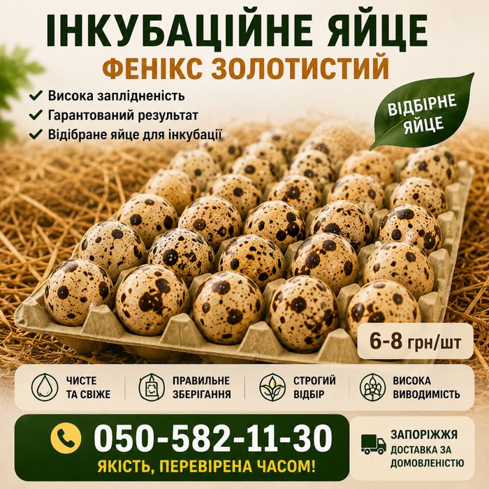 Інкубаційне перепелине яйце Фенікс золотистий | Висока заплідненість | Запоріжжя