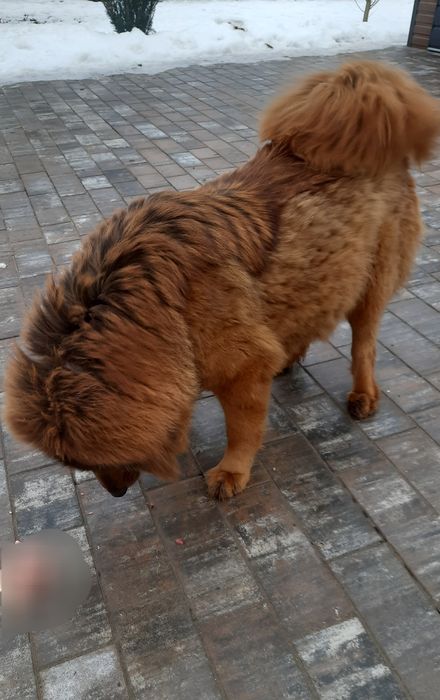 Mastif Tybetański  piesek