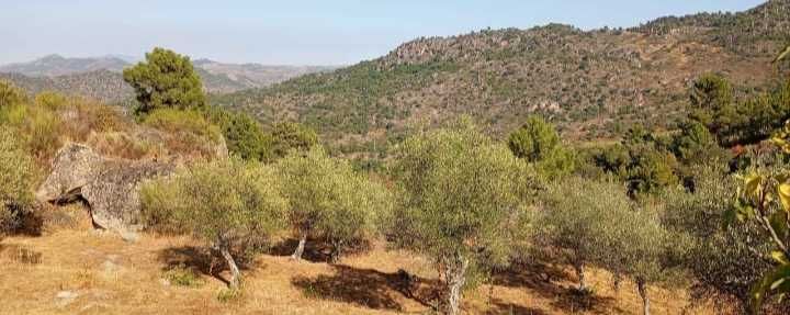 venda de azeite caseiro Trás os montes Carrazeda de Ansiães