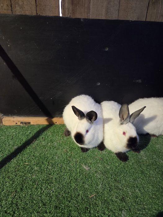 Króliki kalifornijskie młode samice i samce