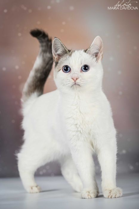 красивый котенок манчкин лонг