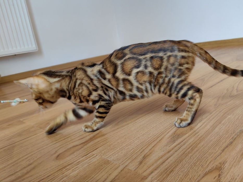 Kotek Bengalski - Rodowód I Piękne