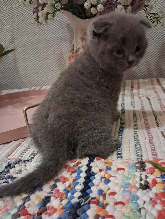 Шотландські кошенята