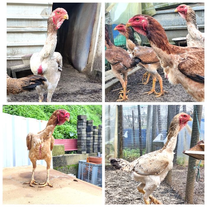 Ovos de Índio Gigante Brasileiro