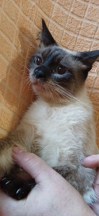 Сиамские чистокровные мальчик и девочка !