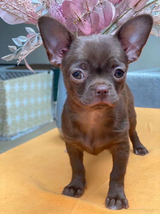Chihuahua FCI Słodka czekoladowa dziewczynka