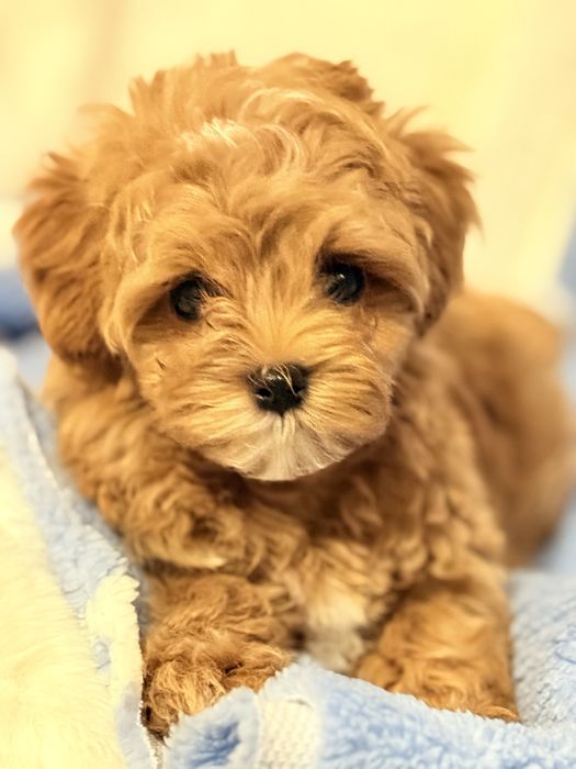 Мальтипу мини щенок!