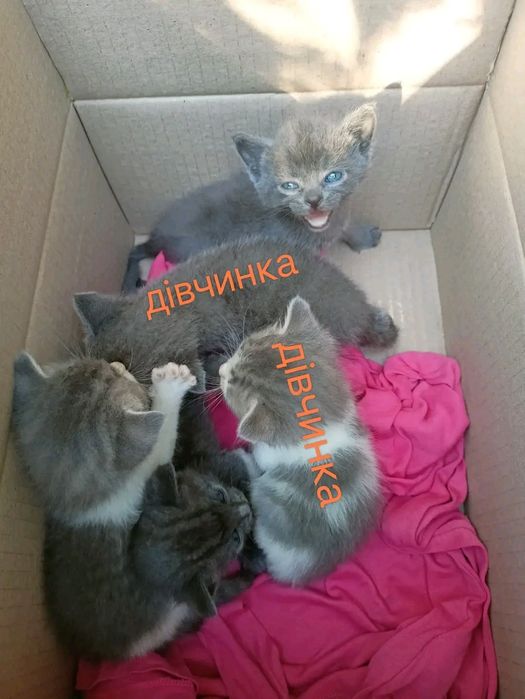 Кошенята шукають родину