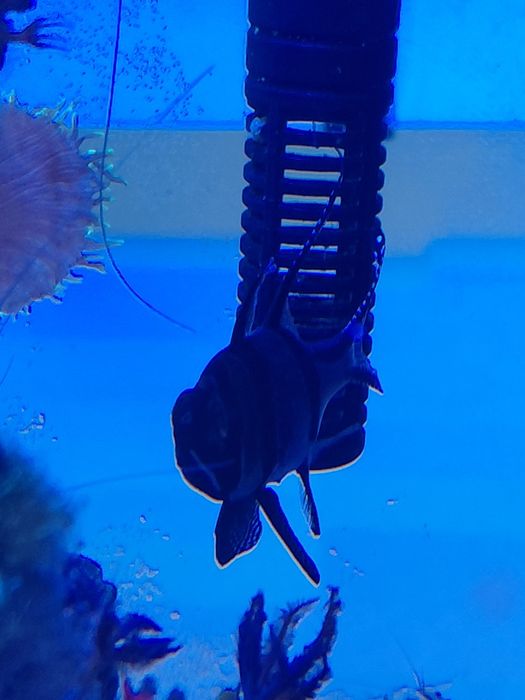 Pterapogon kauderni akwarium morskie rybka morska