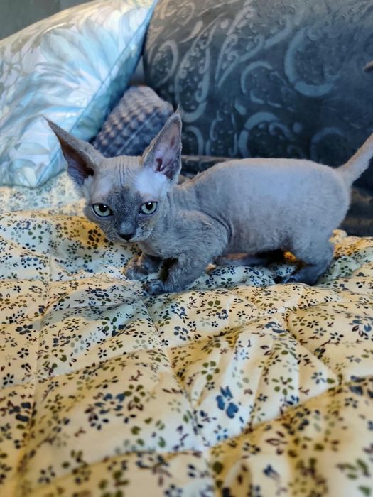 Kotka Devon Rex
