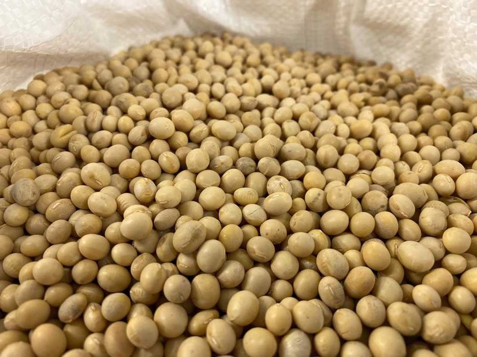 Soja Warmińska na Kotlety i Pasztet 10 KG bez glifosatu
