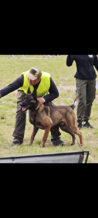 Owczarek Belgijski Malinois Piesek FCI