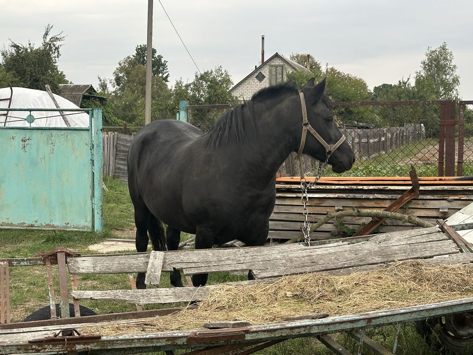 продається кобила 4 роки
