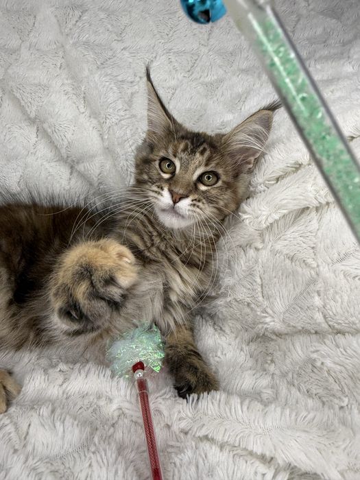 Kotka  Maine Coon Felis/FiFe