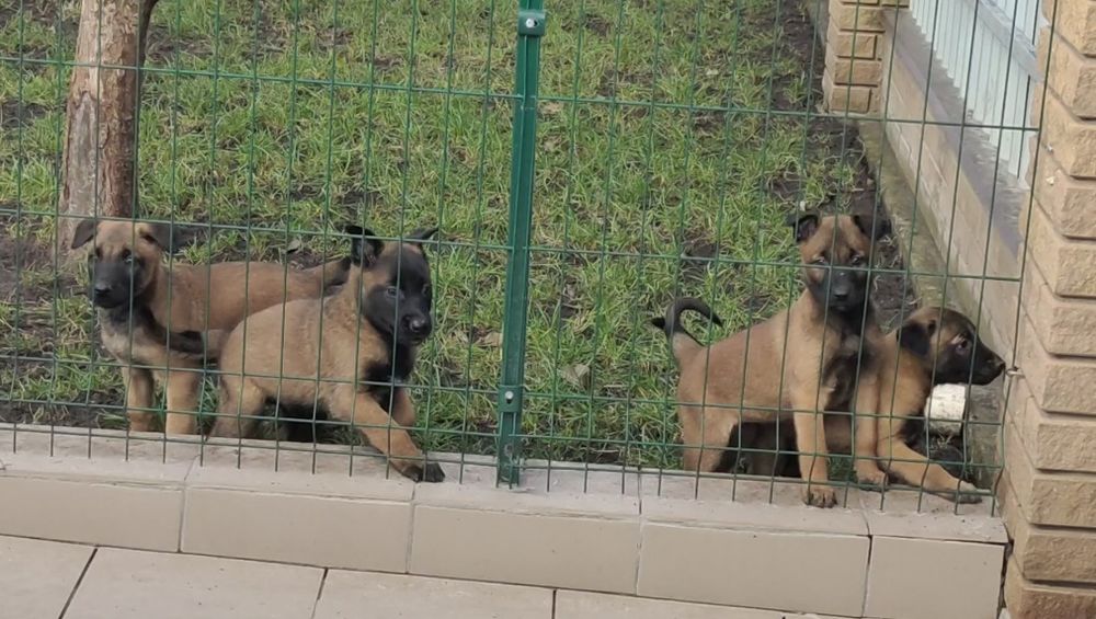 Девочки бельгийской овчарки.