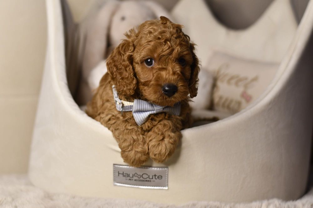 Cavapoo F1 RED wyjątkowy chłopiec