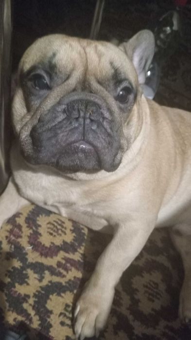 Вязка французского бульдога