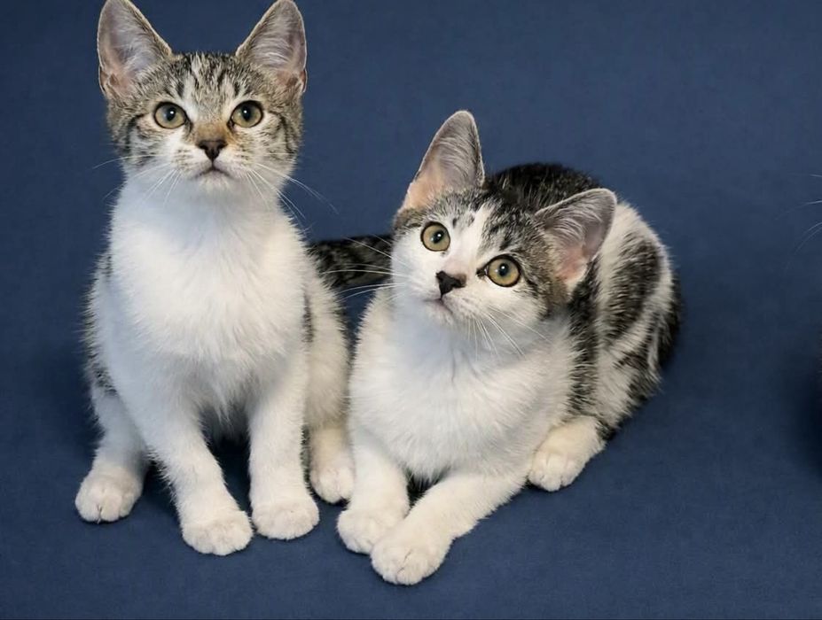 Koteczki do adopcji
