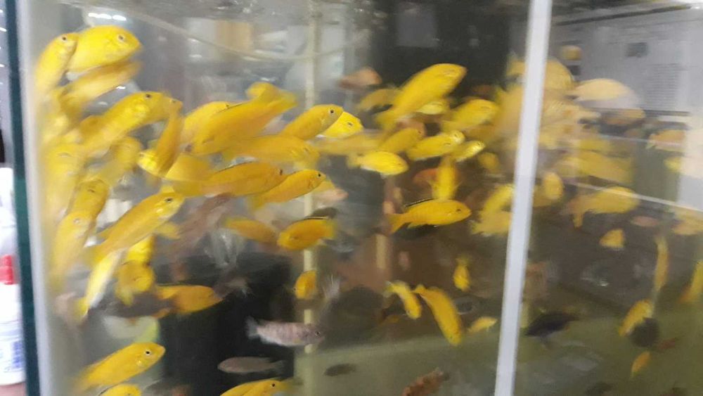 Ciclidios africanos- Labidochromis caeruleus