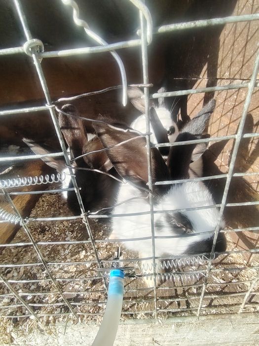 Кролики німецький строкач