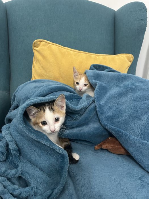 Gatinha femea para adoçao