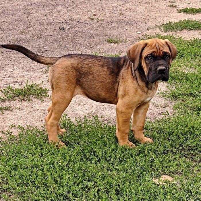Cane Corso Italiano płowa suczka z nalotem